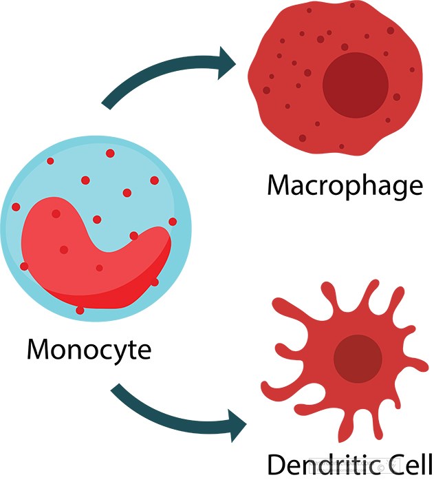 blood-cells-monocyte-macrophase-dendritic-cell.jpg