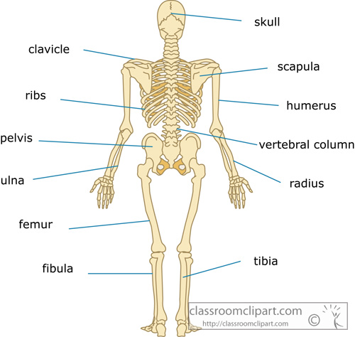 Anatomy Clipart- bone_strurcture_of_the_human_body_back_13a - Classroom