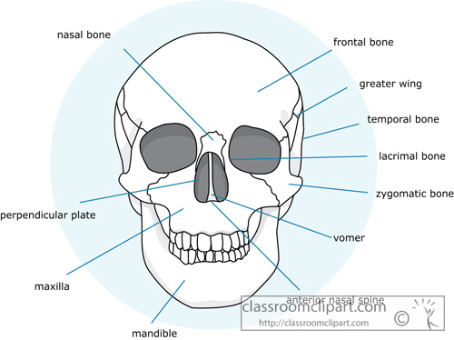 bone_strurcture_of_the_human_face_skull_01b.jpg