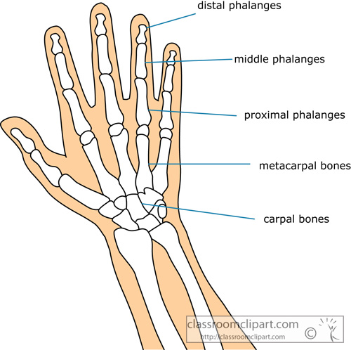 bone_strurcture_of_the_human_hand_clipart_03.jpg