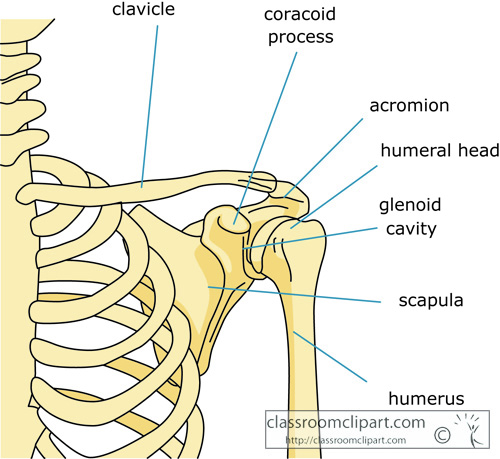 bone_strurcture_of_the_shoulder_human_body_07.jpg