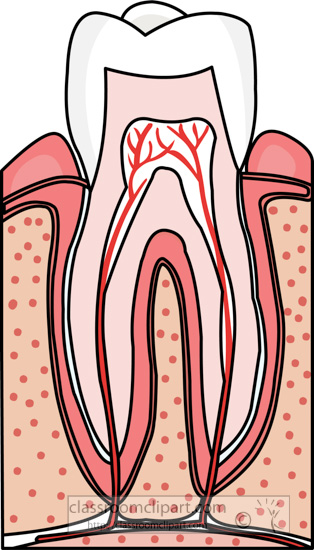 cross-section-tooth-with-nerves-clipart.jpg