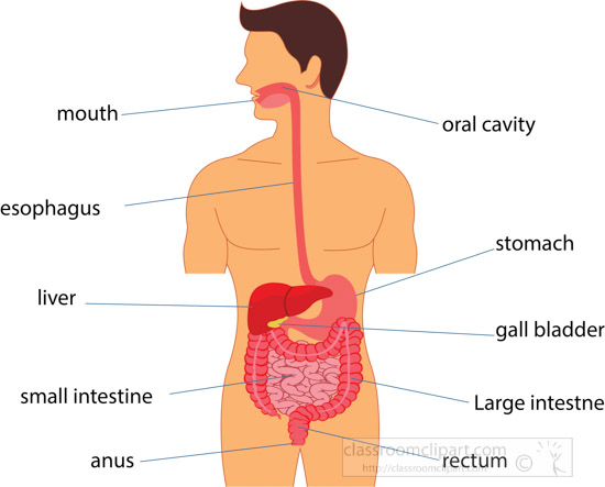 diagram-of-digestive-system-human-anatomy-clipart.jpg