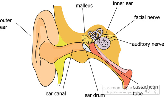 Anatomy Clipart- ear_anatomy_diagram-labeled_clipart_319A - Classroom