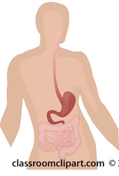esophagus-stomach-small-instestine-clipart.jpg