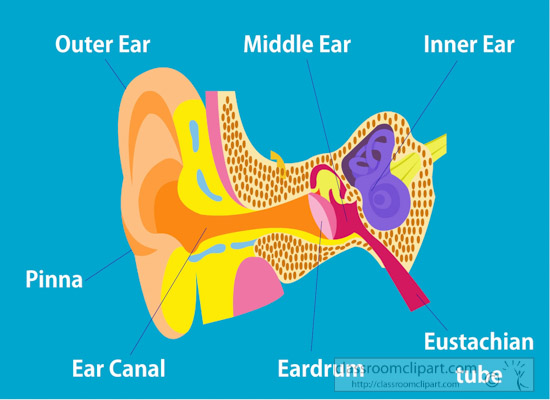flat-illustration-of-human-ear-auditory-system-anatomy-clipart.jpg