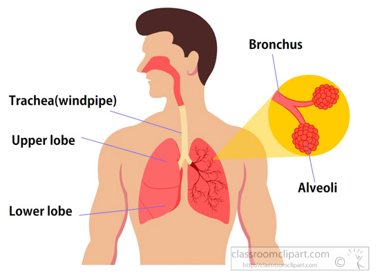 human-anatomy-illustration-of-respiratory-system-clipart.jpg