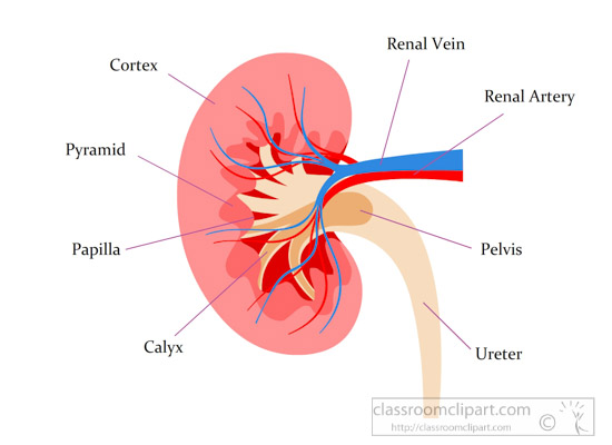 human-kidney-anatomy-clipart.jpg