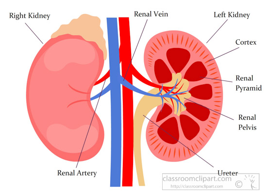 human-kidney-diagram-anatomy-clipart.jpg