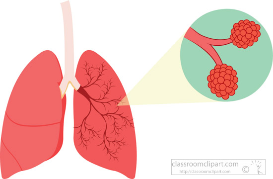 human-lungs-with-bronchus-aveoli-clipart.jpg