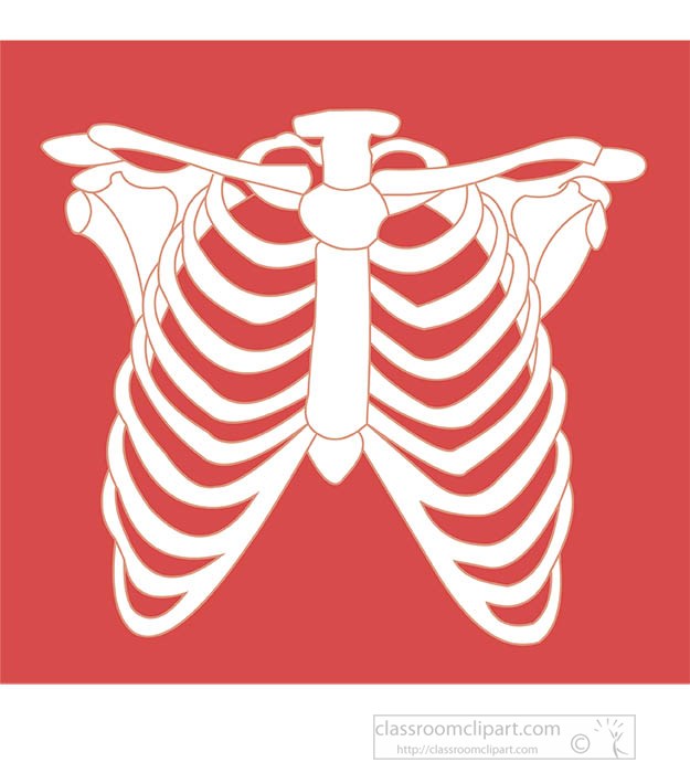 human-rib-cage-white-on-color-background-clipart.jpg