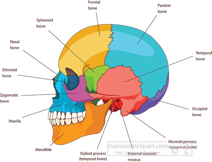 Bones Human Head At Keith Maxey Blog