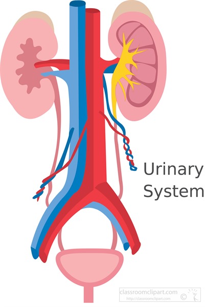 illustration-of-the-human-urinary-system-clipart.jpg