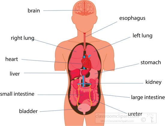 human internal organs diagram labeled