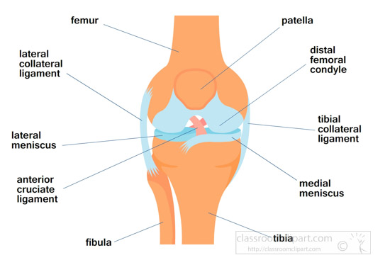 knee-labeled-human-anatomy-clipart.jpg