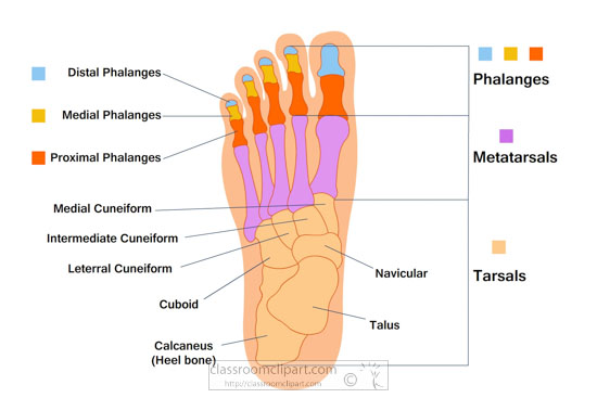 labeled-bone-structure-foot-anatomy-clipart.jpg
