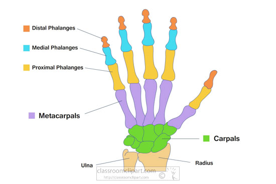 labeled-bone-structure-hand-anatomy-clipart.jpg