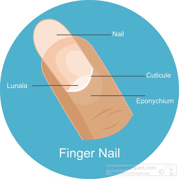 labeled-finger-nail-illustrated-clipart.jpg