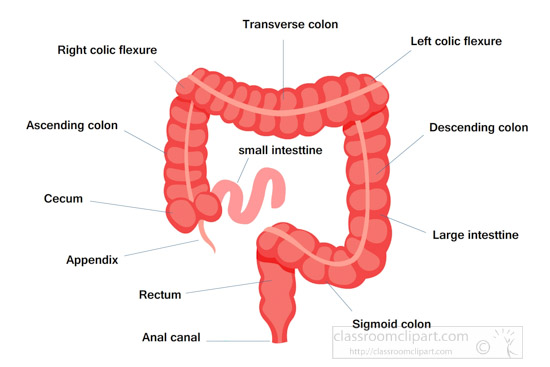 large-intestine-labeled--human-anatomy-clipart.jpg