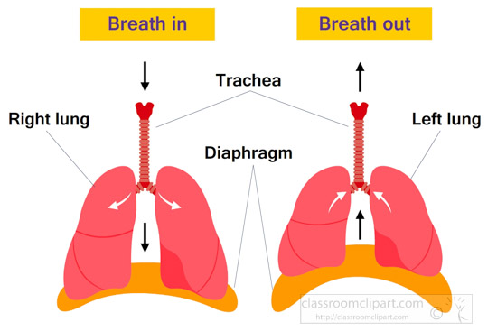 lung-diaphragm-function-labeled-human-anatomy-clipart.jpg