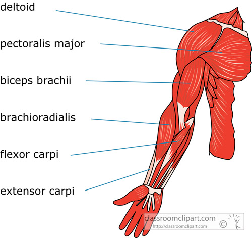 muscle_strurcture_of_the_arm_human_body_01.jpg