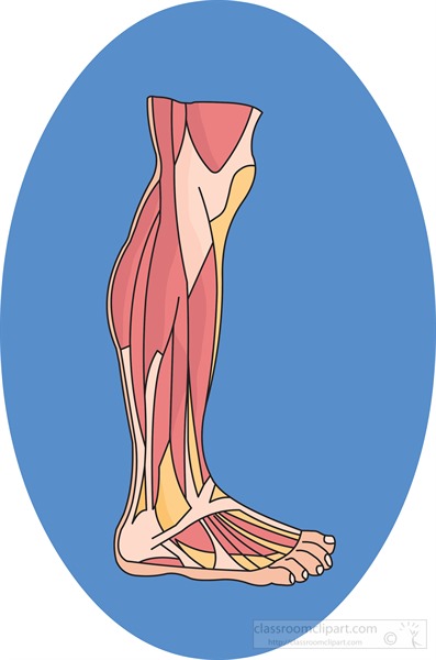 muscles-in-the-lower-leg.jpg