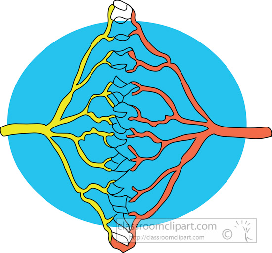 nerve-cells-human-anatomy-clipart.jpg