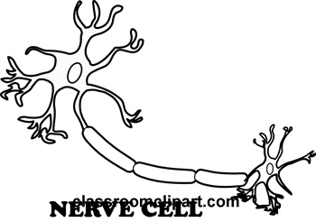 nerve_cell_BWa.jpg