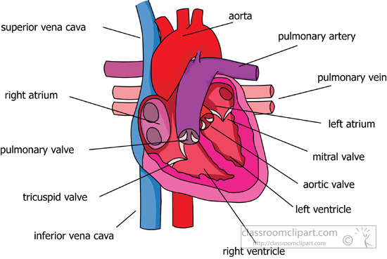 Human Anatomy Clipart - parts-of-the-heart-circulatory ...