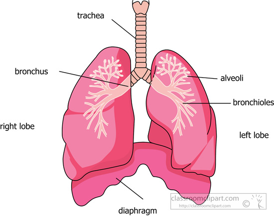 parts-of-the-lung-alveoli-bronchi-diaphragm-clipart-2.jpg