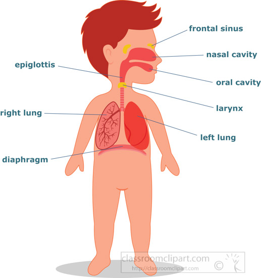 respiratory-system-labeled-lungs-kid-anatomy-clipart.jpg
