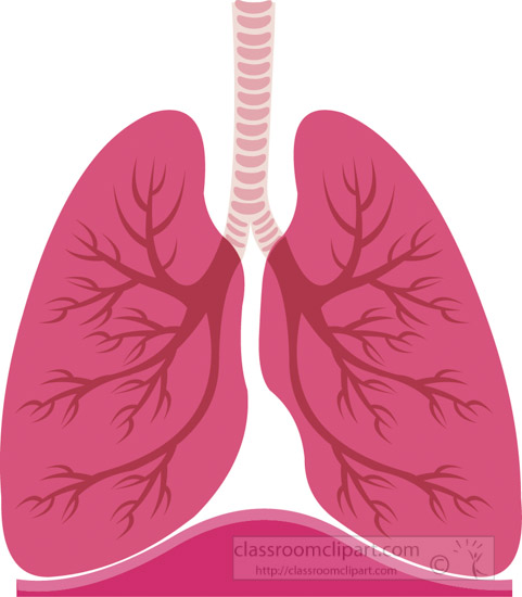 respiratory-system-lungs-bronchi-trachea-clipart-7116.jpg