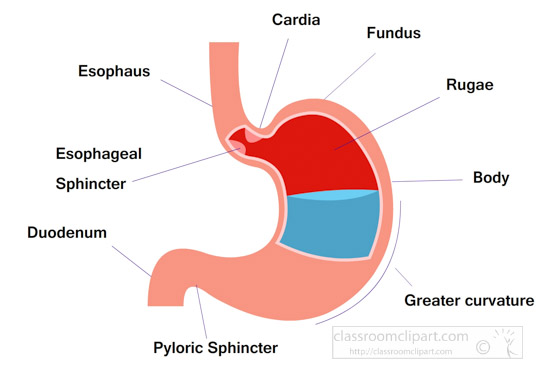 stomach-labeled-human-anatomy-clipart.jpg