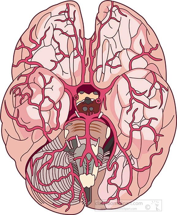 top-view-of-the-human-brain-clipart-2.jpg