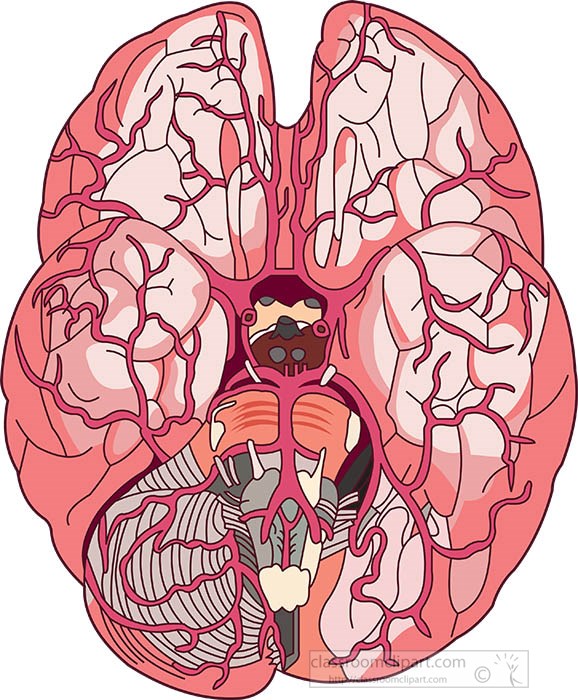 top-view-of-the-human-brain-clipart.jpg