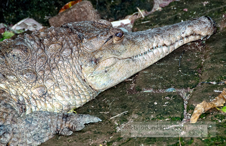 alligator-bali-reptile-park-image-6188a.jpg