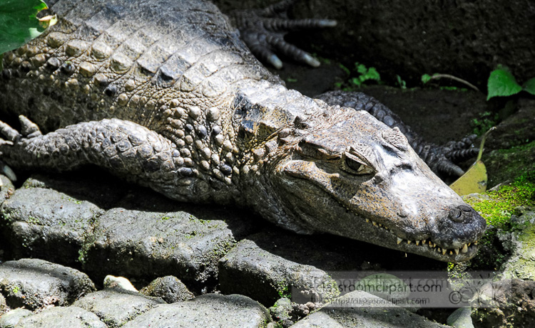 alligator-bali-reptile-park-image-6241a.jpg