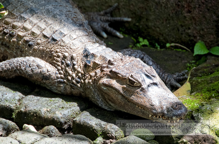 alligator-bali-reptile-park-image-6244.jpg