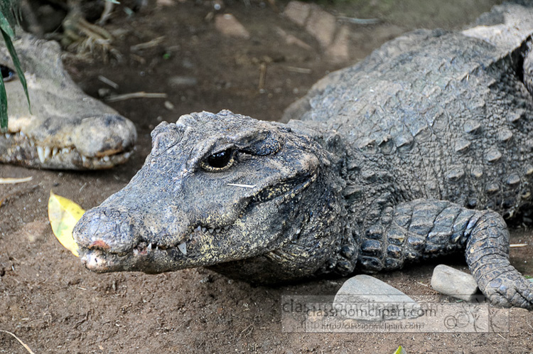 alligator-bali-reptile-park-image-6308a.jpg