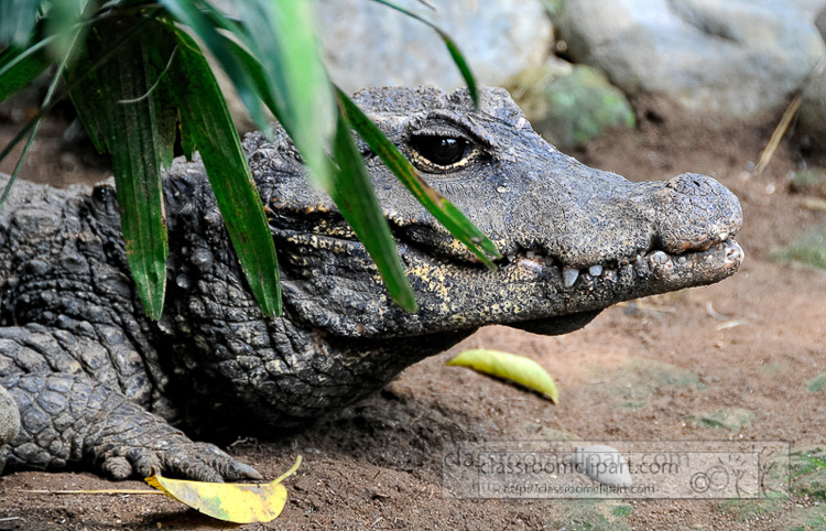 alligator-bali-reptile-park-image-6325a.jpg
