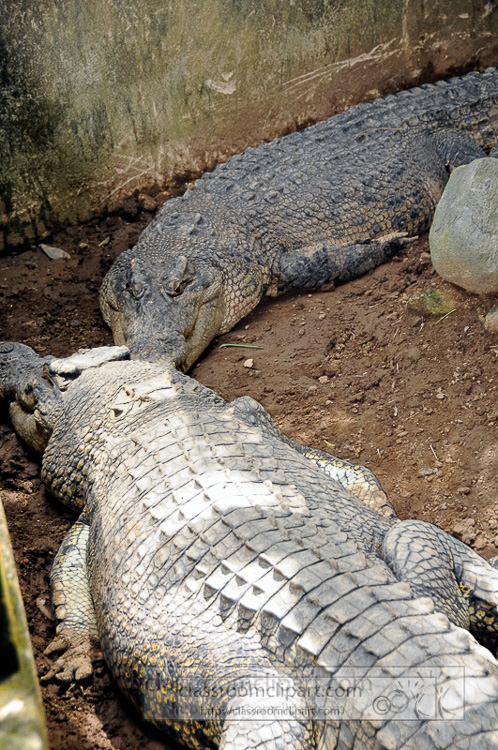 alligator-bali-reptile-park-image-6355a.jpg