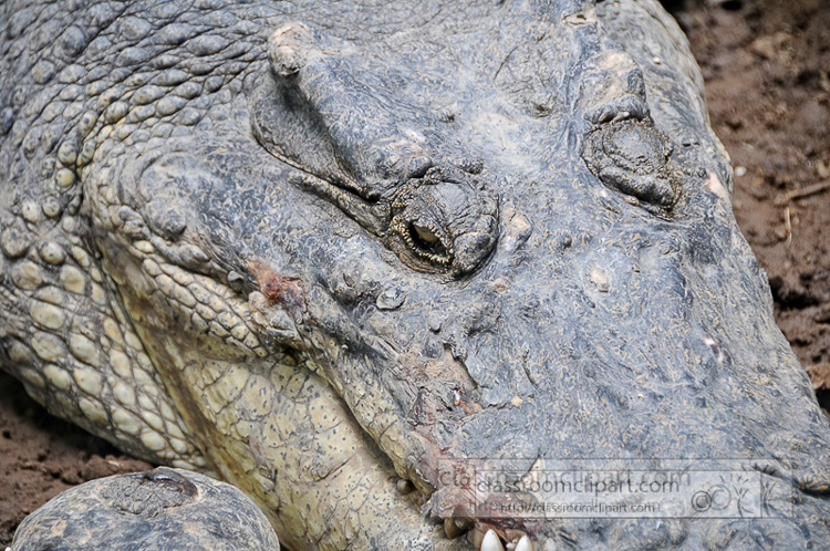 alligator-bali-reptile-park-image-6361.jpg