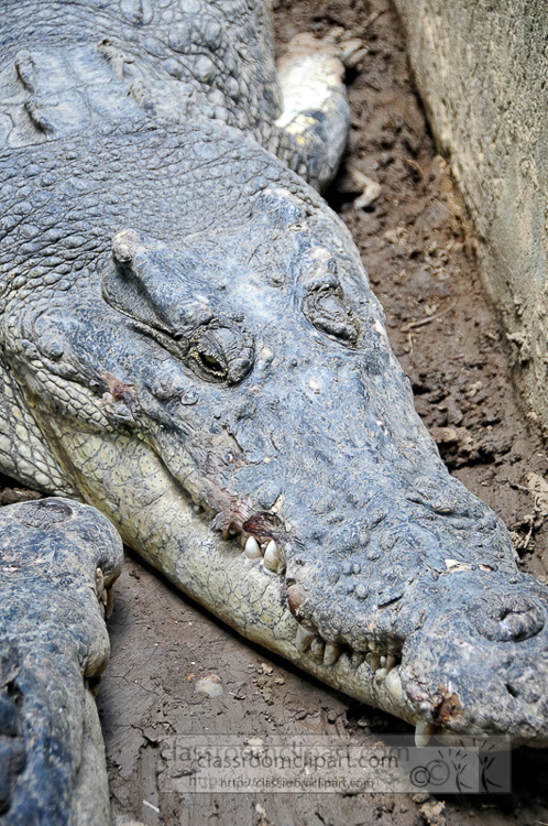 alligator-bali-reptile-park-image-6363a.jpg