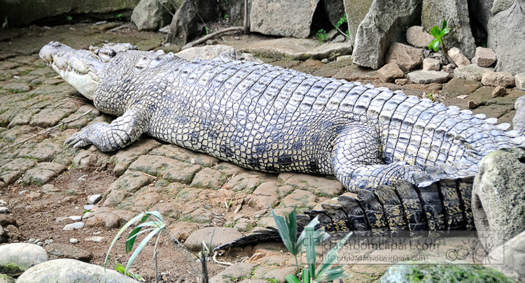 alligator-bali-reptile-park-image-6370a.jpg