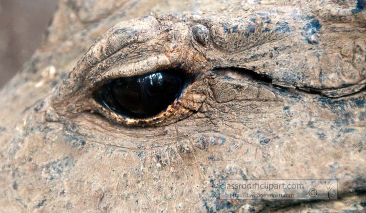 alligator-closeup-eyephoto-6316.jpg