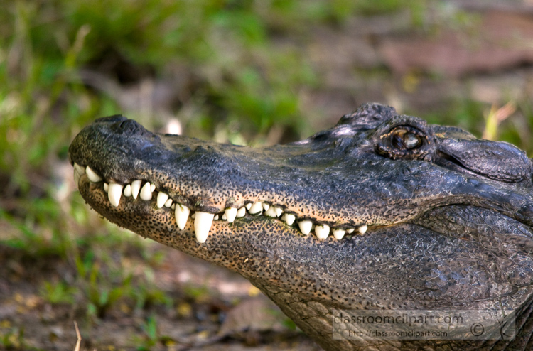 alligator-face-showing-teeth-photo-4946E.jpg