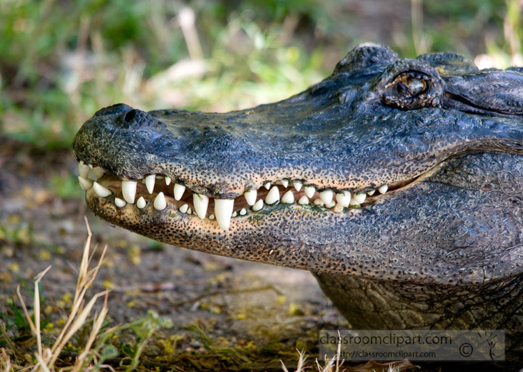 alligator-face-showing-teeth-photo-4947EE.jpg