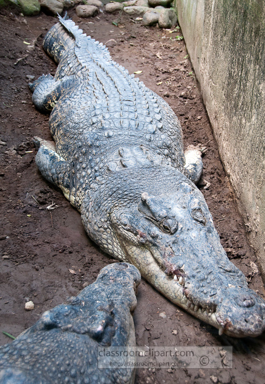 alligator-photo-6364.jpg