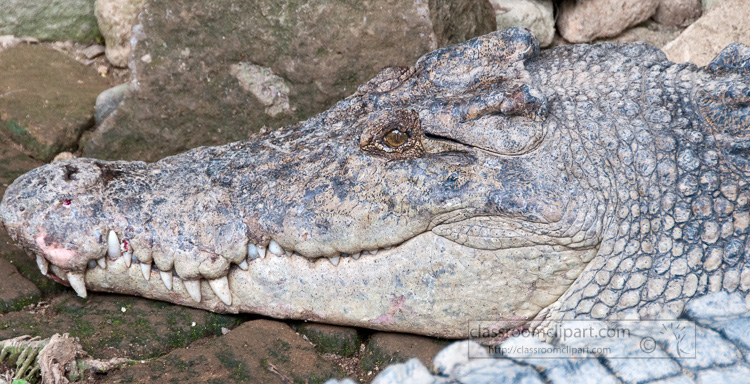 alligator-side-view-photo-6373b.jpg