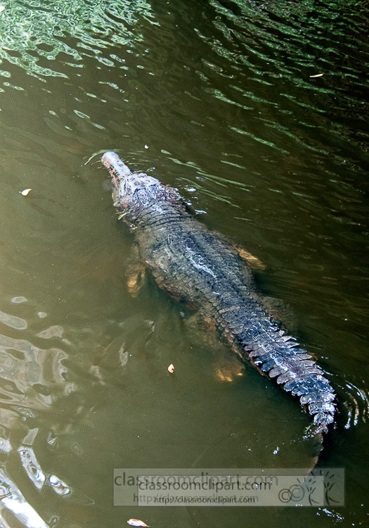 alligator-swimming-in-water-singapore-zoo-7665.jpg